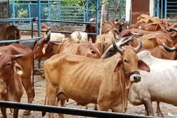 गौशाला एवं चिकित्सालय